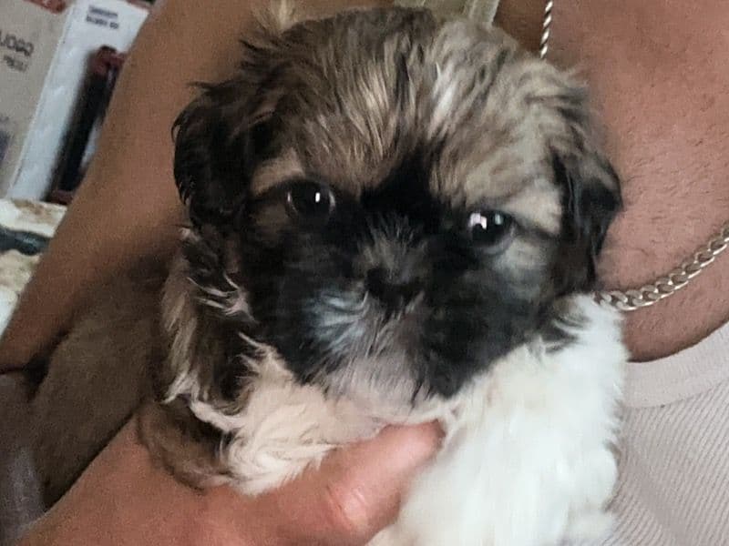 Shih Tzu 1 month old male small named Timtim for breeding in Bangalore Division, Karnataka | Petmeetly