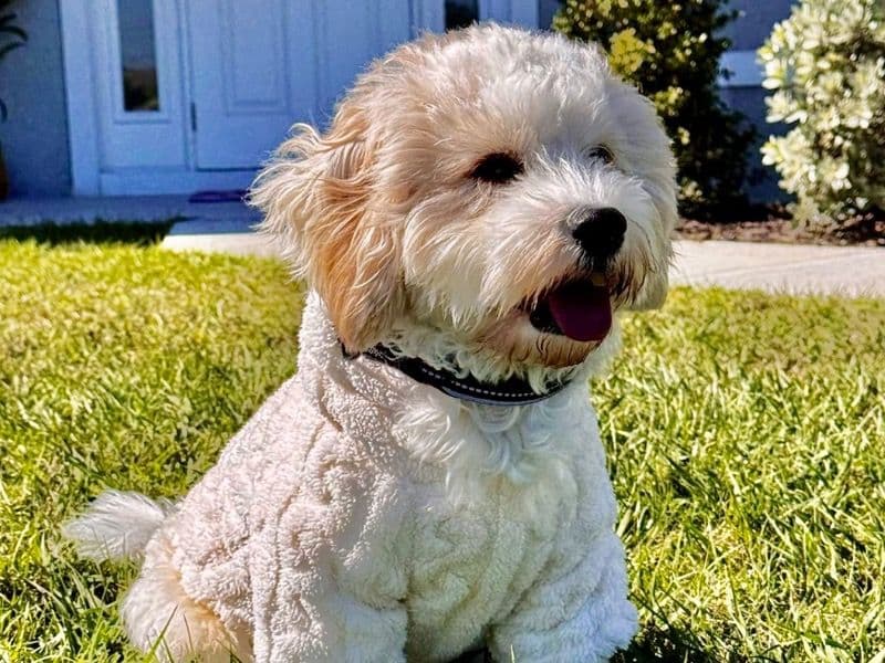 Cavachon 2 years 3 months old male medium named Snow for breeding in Miami-Dade County, Florida | Petmeetly