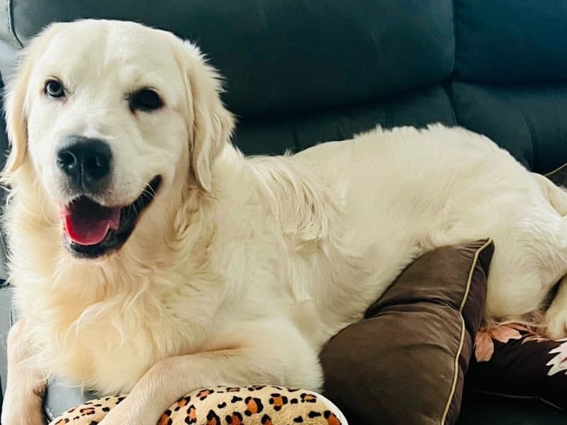 English Golden Retriever 1 year 9 months old male large named Bubbles for breeding in Buckinghamshire, England | Petmeetly