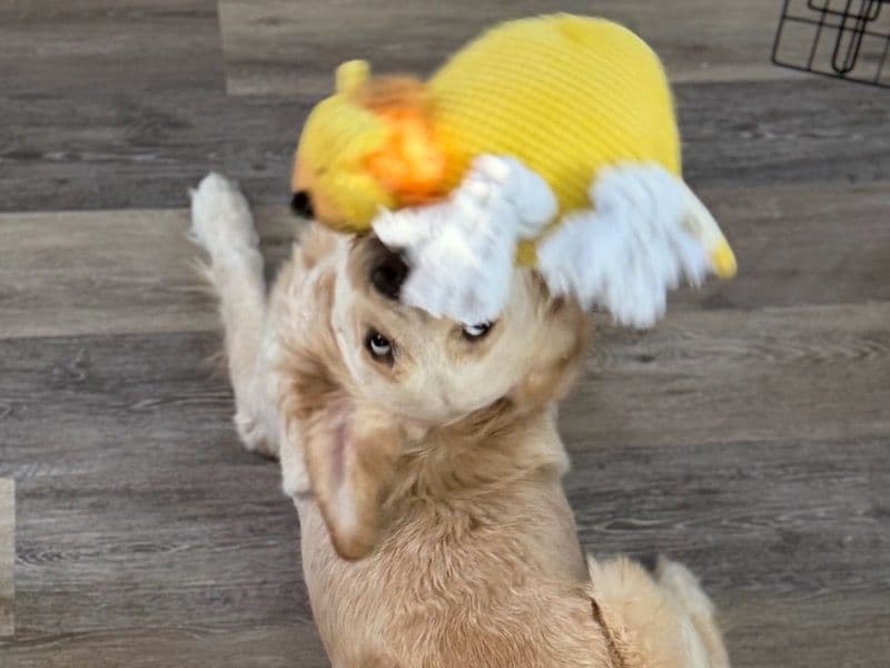 English Golden Retriever 1 year 3 months old female medium named Daisy for breeding in Coos County, New Hampshire | Petmeetly