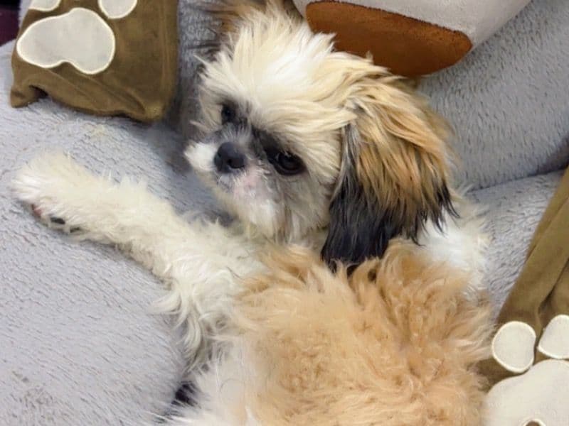 Shih Tzu 6 months old male small named Joey for breeding in Karnal Division, Haryana | Petmeetly