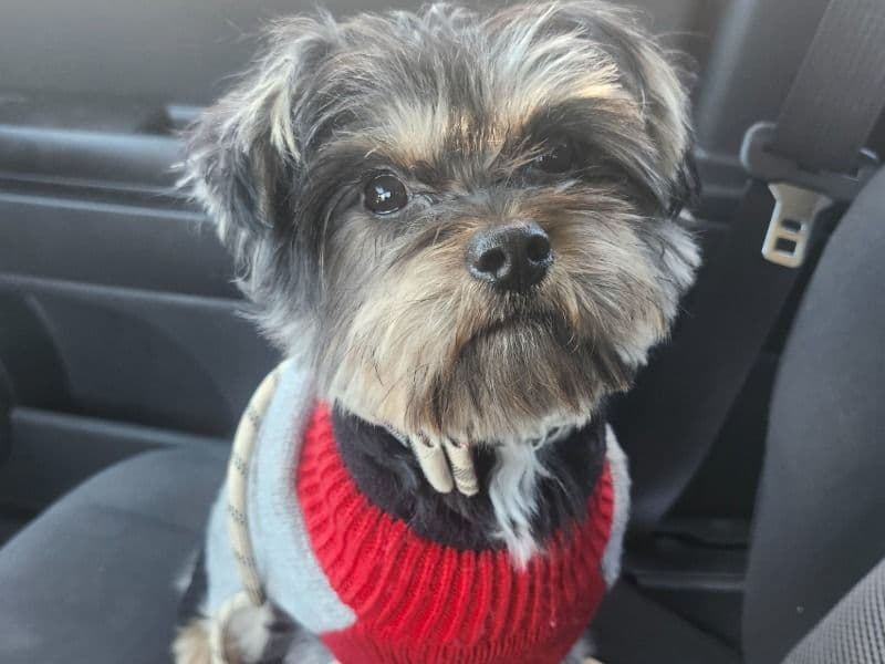 Ziggy primary photo