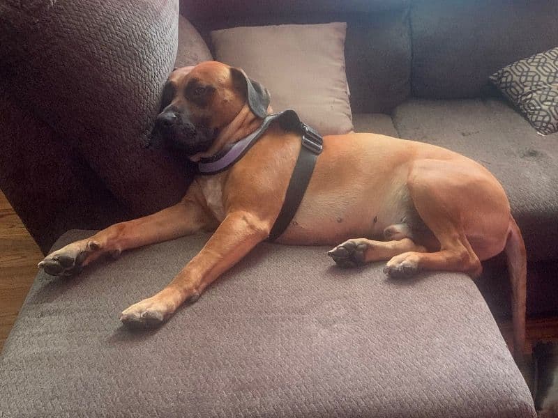 Blue nose Pitbull 3 years 5 months old male large named Trouble for breeding in Hamilton County, Tennessee | Petmeetly