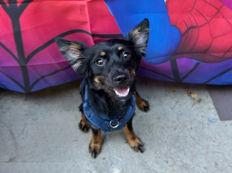 Chihuahua 1 year 4 months old male small named Osito for breeding in Orange County, California | Petmeetly
