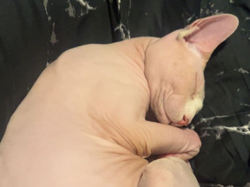 Sphynx 1 year 6 months old male named Dobbie for breeding in Utah County, Utah | Petmeetly