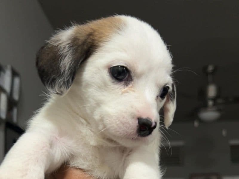 Maltipoo 5 months old female small named Daisy for breeding in Hunt County, Texas | Petmeetly