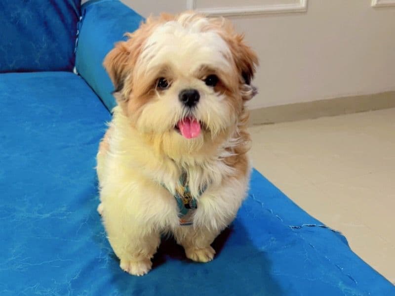 Shih Tzu 1 year 11 months old male medium named Neo for breeding in Meerut Division, Uttar Pradesh | Petmeetly