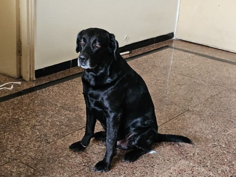 Labrador Retriever 4 years 6 months old male medium named Bahahdur for breeding in Konkan Division, Maharashtra | Petmeetly