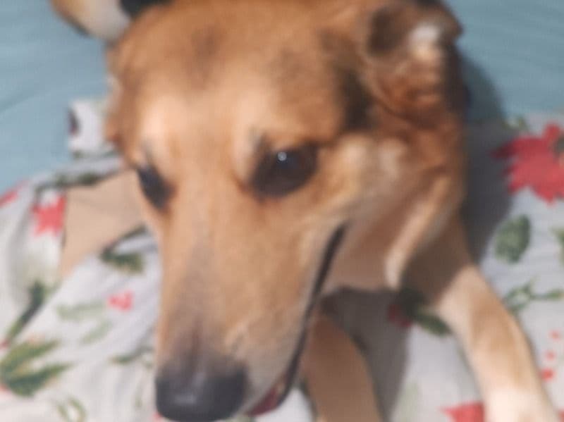 Black German Shepherd 5 years old male large named Phoenix for adoption in Union County, Kentucky | Petmeetly