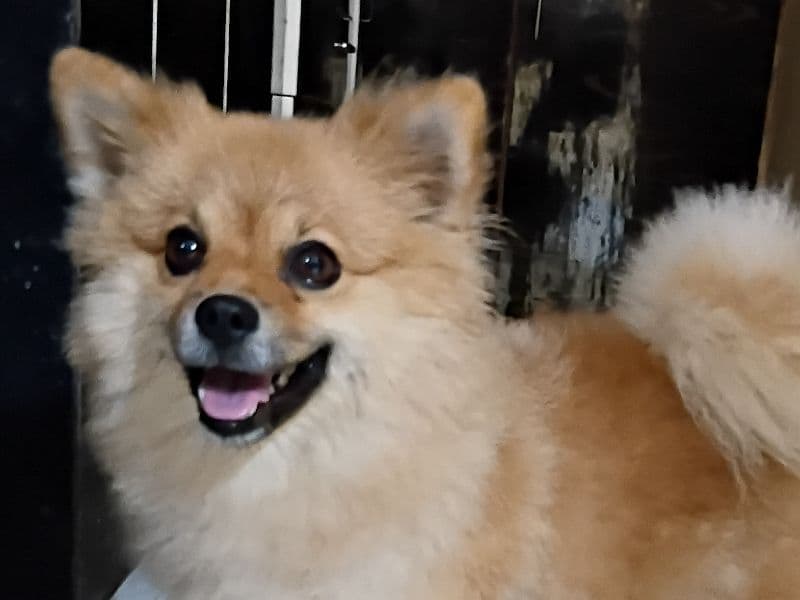 Chikki primary photo