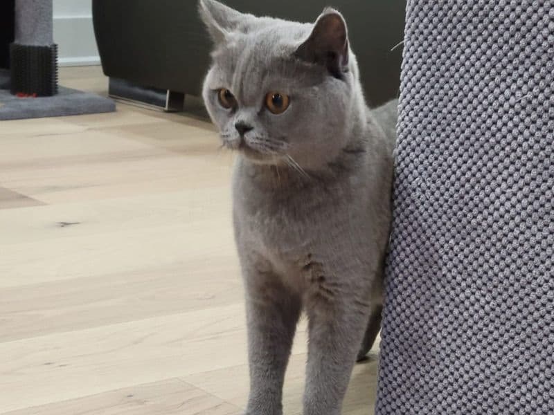 British Shorthair 2 years 6 months old female named Kinda for breeding in Regional Municipality of Peel, Ontario | Petmeetly
