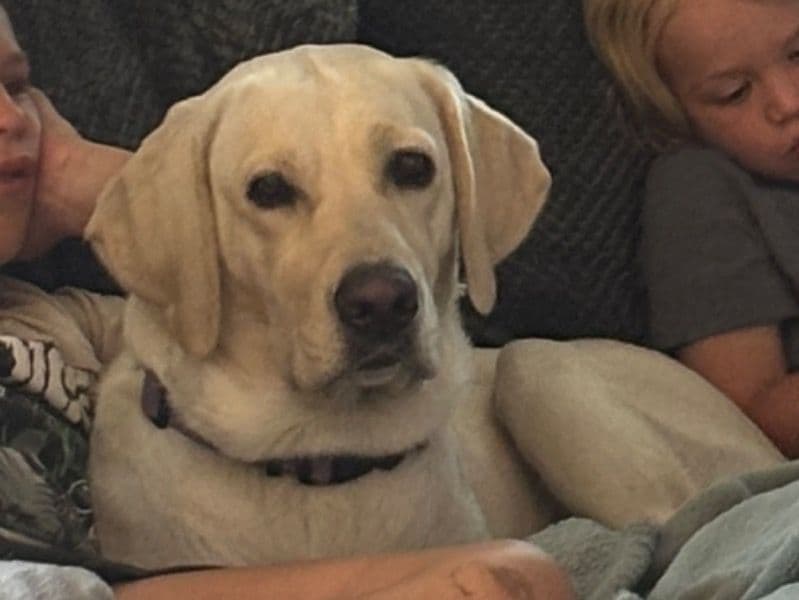 Labrador Retriever 2 years 8 months old female large named Nala for breeding in Maricopa County, Arizona | Petmeetly