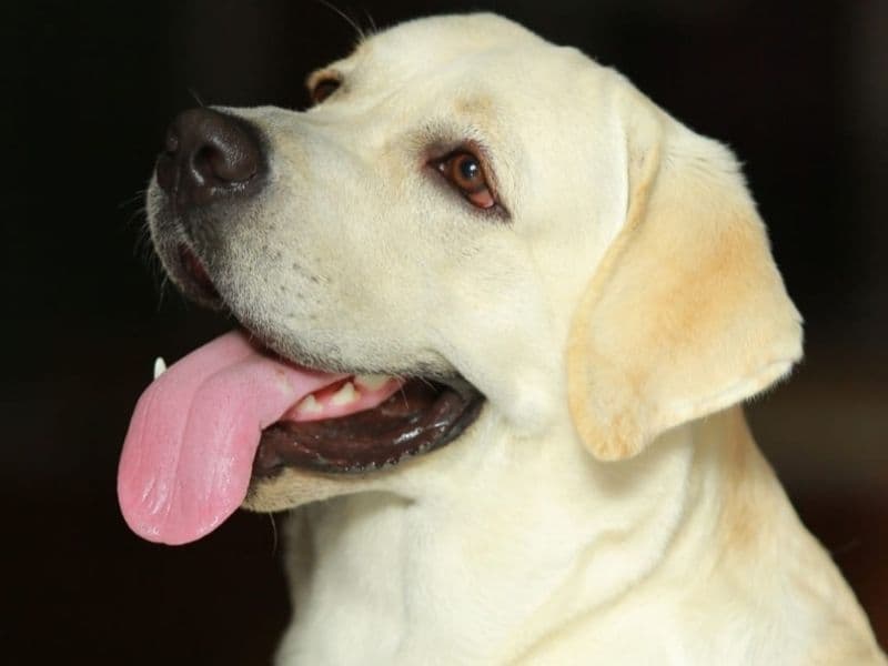 English Labrador Retriever 4 years 6 months old male medium named Yash for breeding in Bangalore Division, Karnataka | Petmeetly