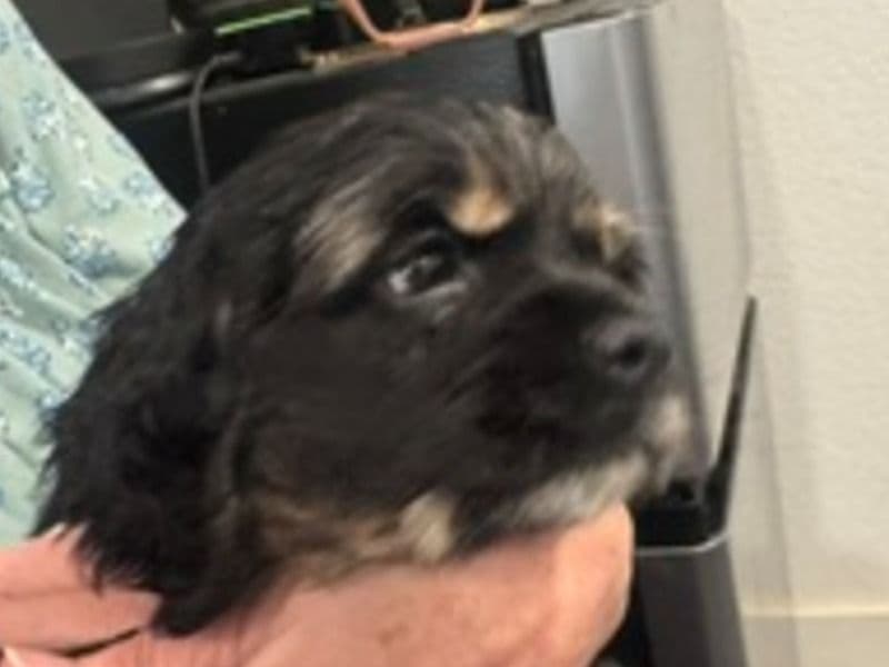 American Cocker Spaniel 2 months old male small named Koda for sale in Bexar County, Texas | Petmeetly