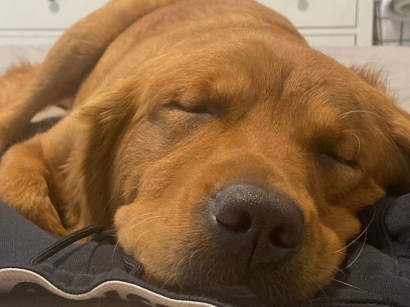 Golden Retriever 4 years 10 months old female large named Juno for breeding in Snohomish County, Washington | Petmeetly