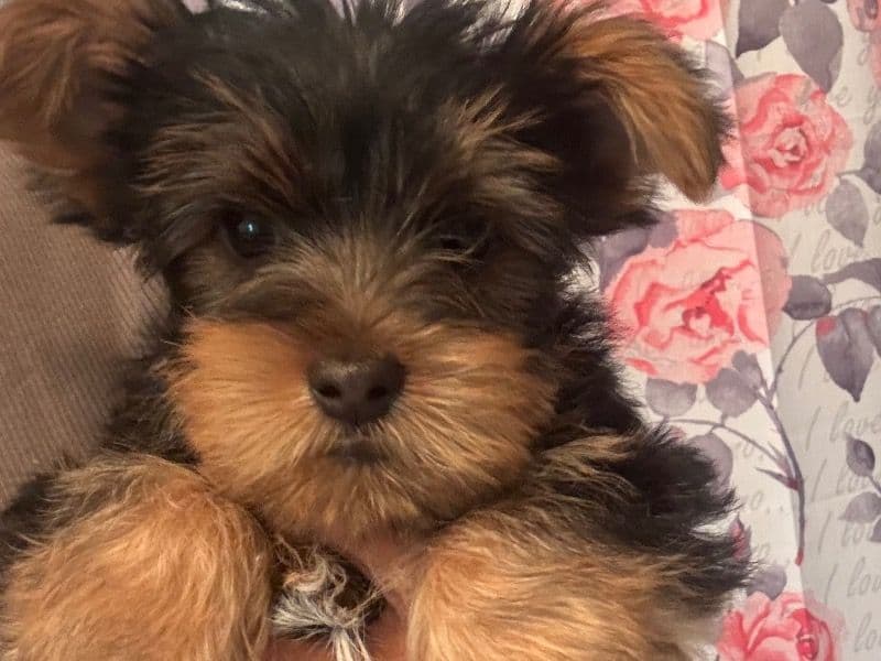 Yorkshire Terrier 6 months old female small named Nala for sale in Maricopa County, Arizona | Petmeetly