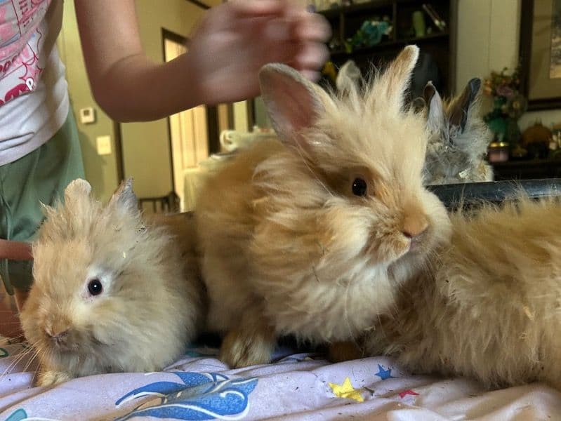 Litter Of Bunnies - Lionhead | Petmeetly