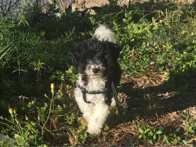 Toy Poodle 4 years old male small named Gusanito for breeding in Balearic Islands, Balearic Islands | Petmeetly