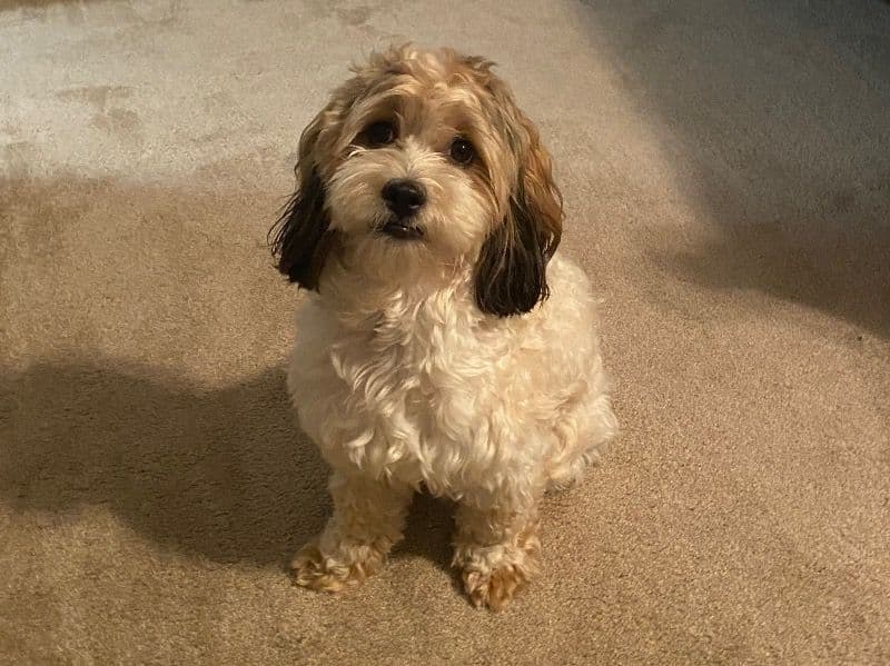 Benny primary photo