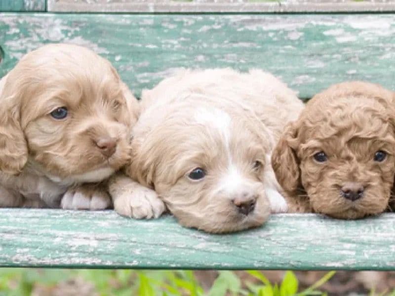 Cockapoo 5 months old male medium named Cockapoo for sale in New York, New York | Petmeetly