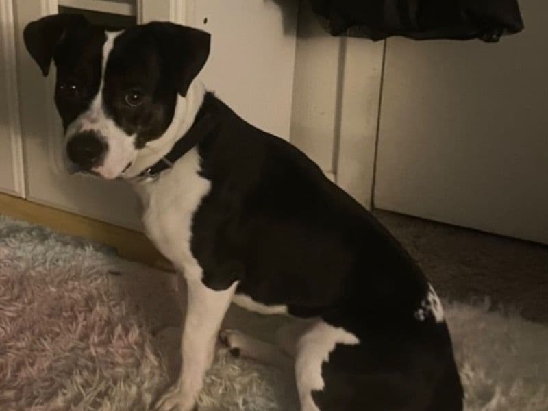 American PitBull Terrier 3 years 2 months old male medium named Bandit for adoption in Butler County, Pennsylvania | Petmeetly