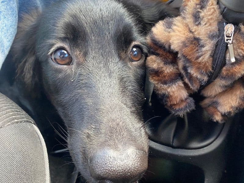 English Labrador Retriever 7 months old female large named Bonnie for sale in Stoke-on-Trent, England | Petmeetly