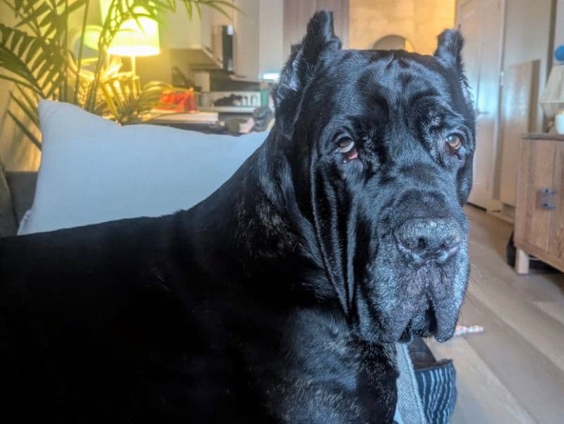 Zeus primary photo