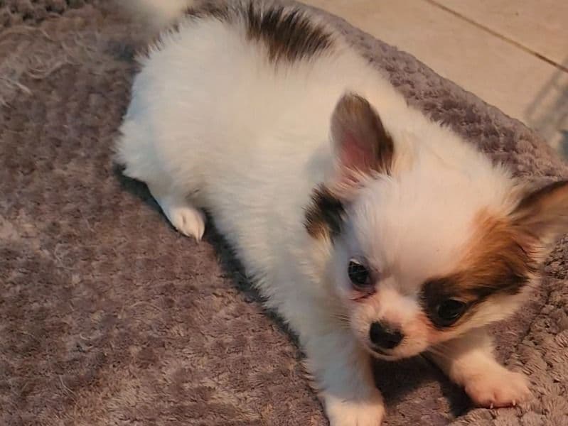 Long hair Chihuahua 2 months old female small named Puff's Longcoat Chihuahua Girl for sale in Van Zandt County, Texas | Petmeetly