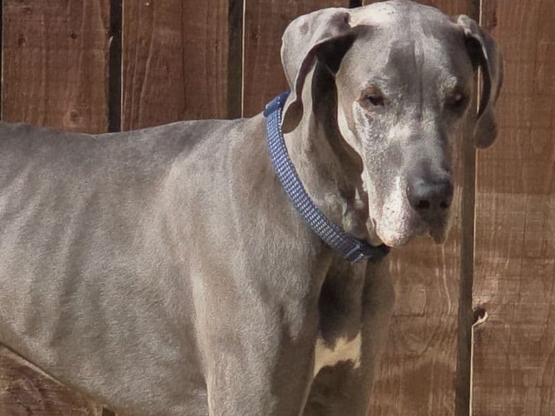 Great Dane 5 years 11 months old male extra large named Titan for breeding in County Durham, England | Petmeetly