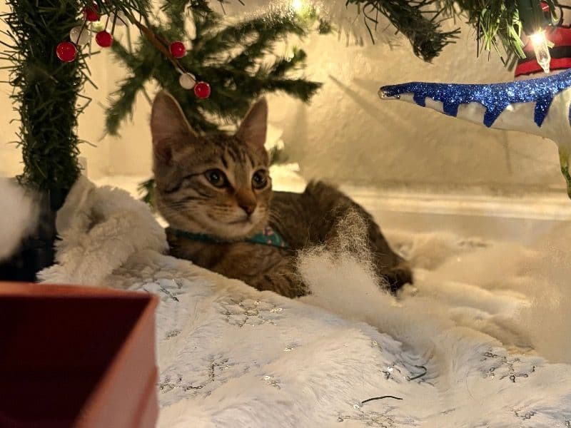 American Shorthair 7 months old female named Luna for adoption in Oklahoma County, Oklahoma | Petmeetly