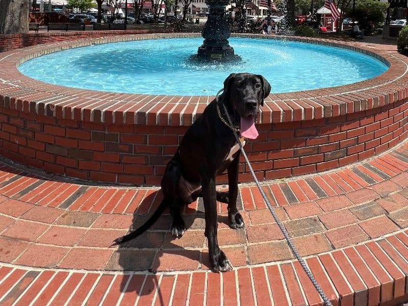 Great Dane 3 years 4 months old female large named Astra for breeding in Cobb County, Georgia | Petmeetly