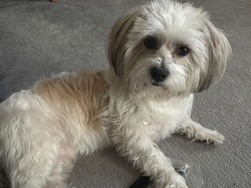 Chi-shi 3 years 8 months old male medium named Max for breeding in Kent, England | Petmeetly