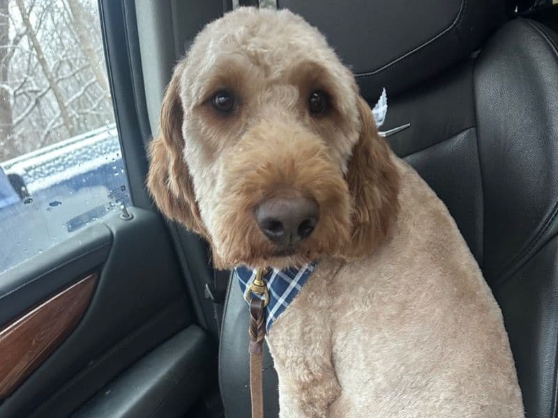 Goldendoodle 2 years 3 months old male large named Ollie for sale in Iowa | Petmeetly
