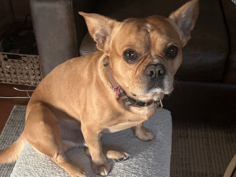 King Charles Spaniel 5 years 3 months old male medium named Paxton for breeding in Cook County, Illinois | Petmeetly