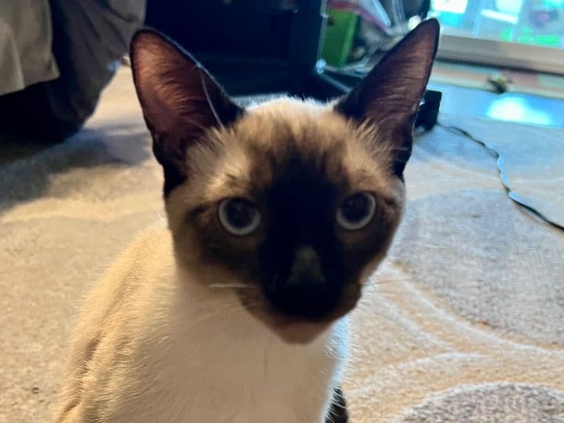 Miso primary photo