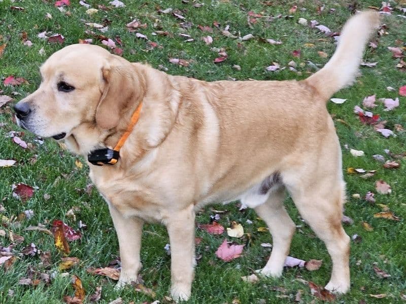 Hank primary photo