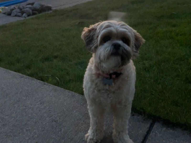 Lucy primary photo