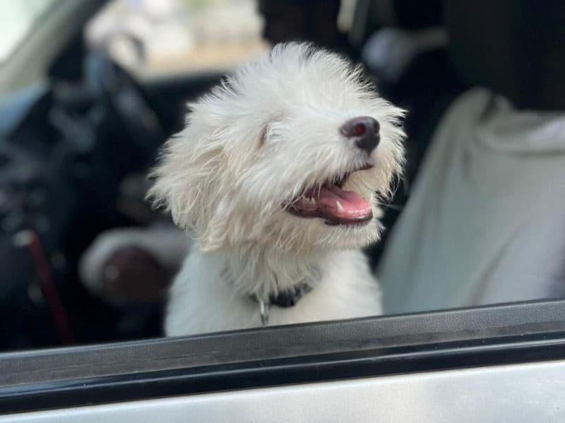 Lhasa Apso 2 years old female small named Snow for breeding in Chennai, Tamil Nadu | Petmeetly