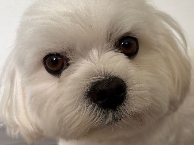 Maltese 6 years 10 months old male small named Reni for breeding in Palm Beach County, Florida | Petmeetly