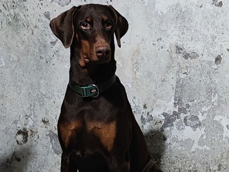 Doberman 2 years 9 months old male medium named Bruto for breeding in Ropar Division, Punjab | Petmeetly