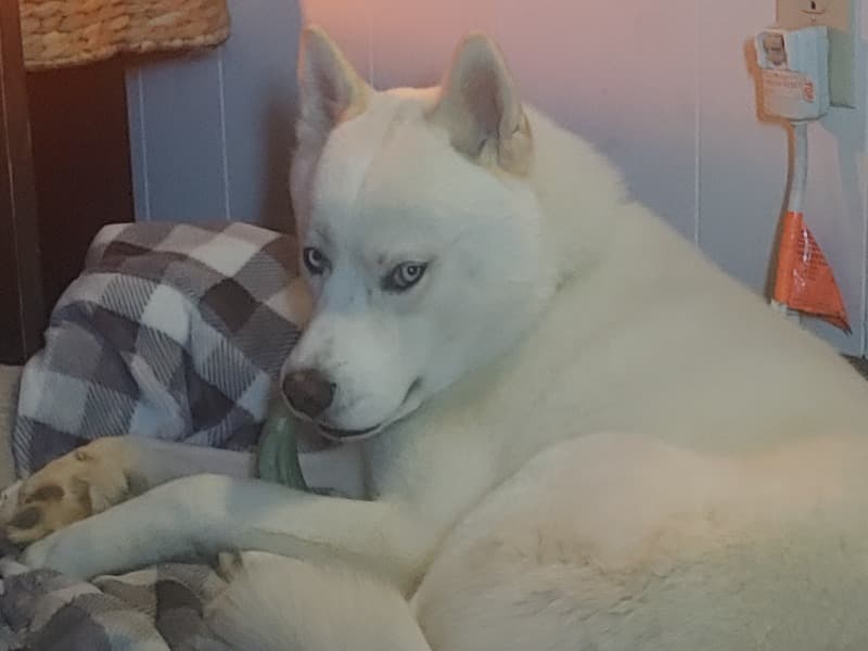 Loki primary photo