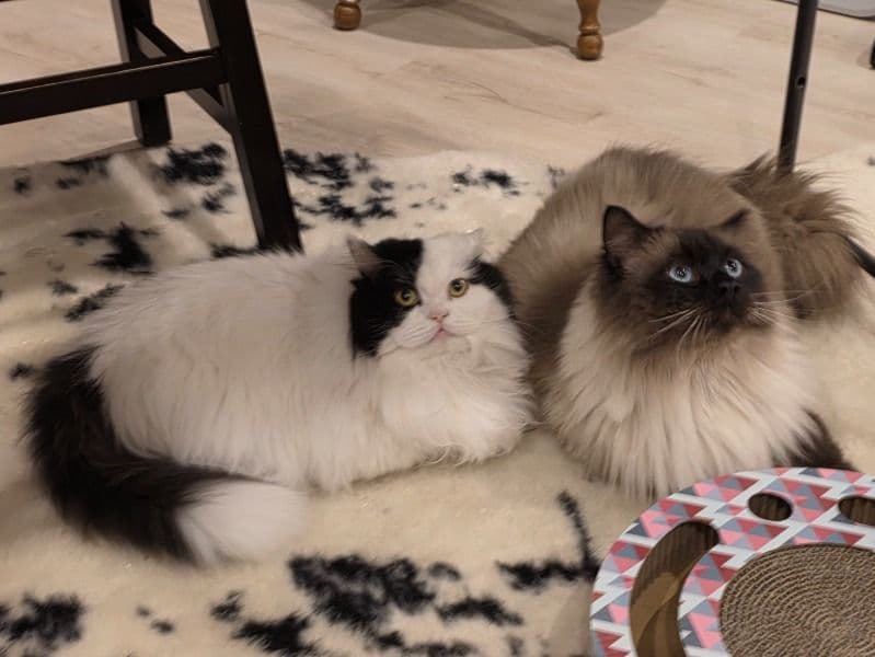 Persian 2 years 6 months old female named Tinkerbell for breeding in Jones County, Iowa | Petmeetly