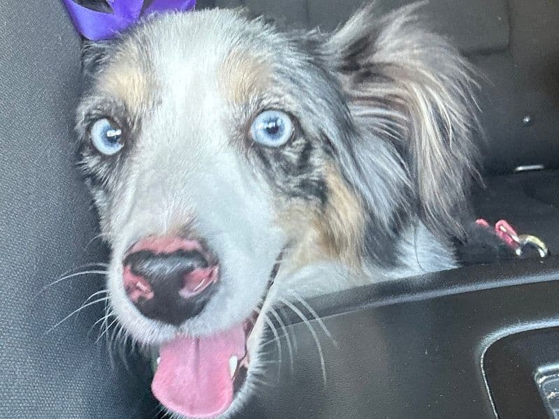 Miniature Australian Shepherd 4 years 2 months old female medium named Luna for sale in Harris County, Texas | Petmeetly