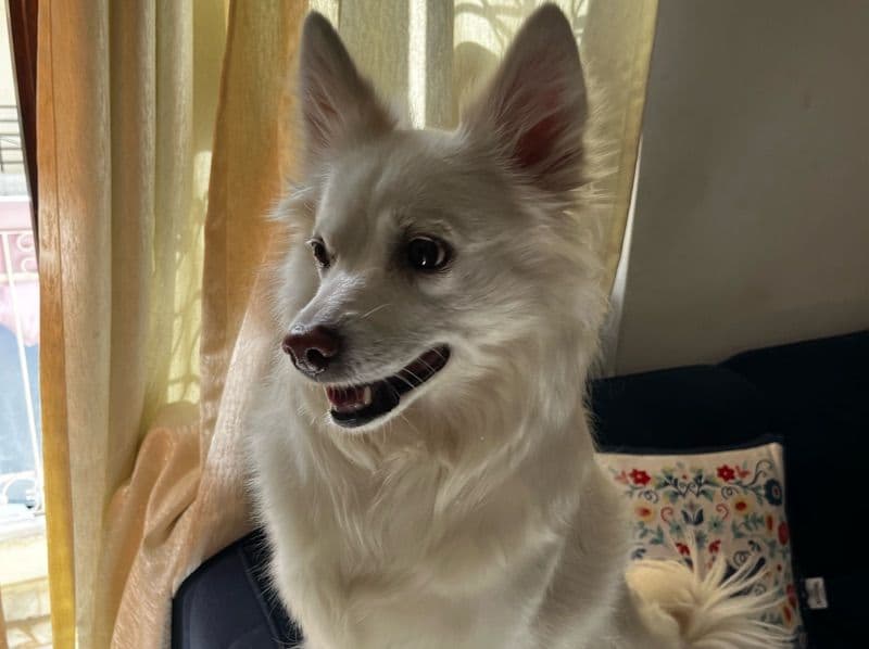 German Spitz 7 years 7 months old female medium named Elle for breeding in Delhi Division, Delhi | Petmeetly