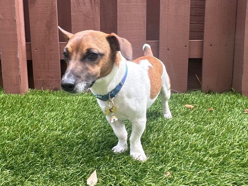 Jack Russell Terrier 1 year old male small named Kevin for breeding in Miami-Dade County, Florida | Petmeetly