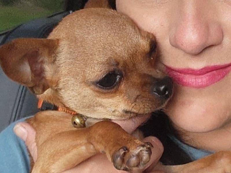 Miniature Chihuahua 1 year 10 months old female small named Marley for breeding | Petmeetly