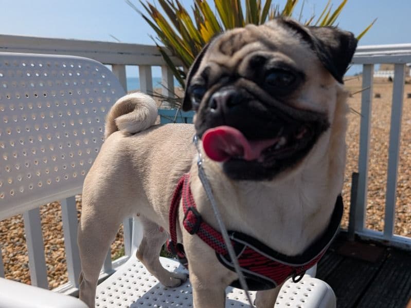 Pug 2 years 3 months old female small named Josephina for breeding in East Sussex, England | Petmeetly