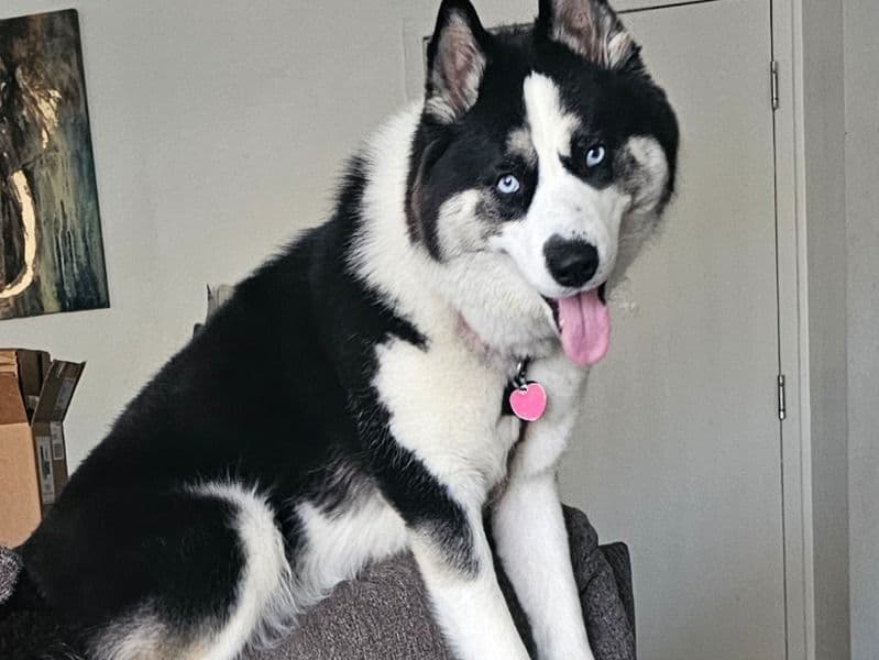 Siberian Husky 2 years 3 months old female medium named Zara for breeding in Bristol County, Massachusetts | Petmeetly