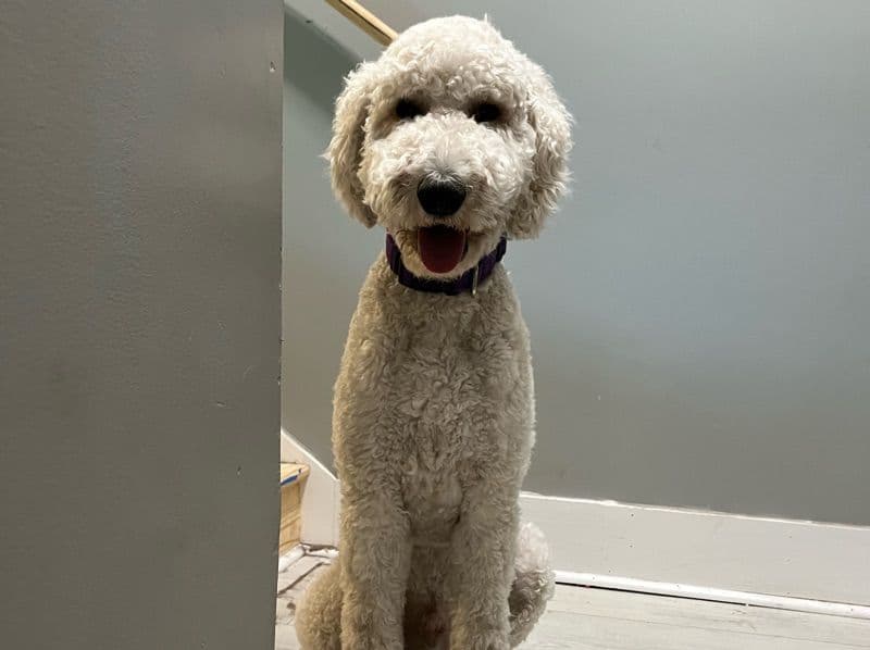 Mini Golden Doodle 1 year 11 months old male large named Lucas for breeding in Charleston County, South Carolina | Petmeetly