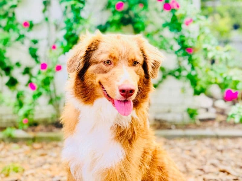 Australian Shepherd 1 year 1 month old female medium named Scout for breeding in Youngsville, Louisiana | Petmeetly